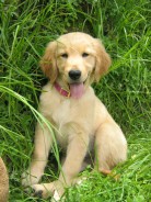 Fotos de perros